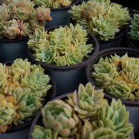 4'' Graptoveria Rose Queen Variegated, Rare Live Succulent Plants
