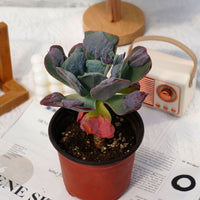 5'' Echeveria Heart's Delight, Rare Live Succulent Plants