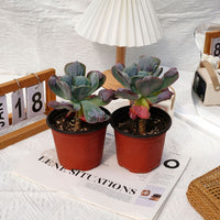 5'' Echeveria Heart's Delight, Rare Live Succulent Plants