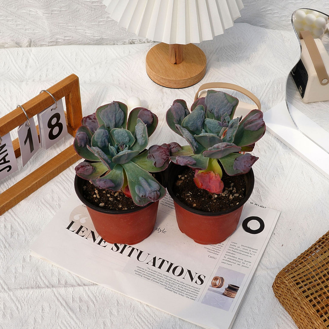 5'' Echeveria Heart's Delight, Rare Live Succulent Plants