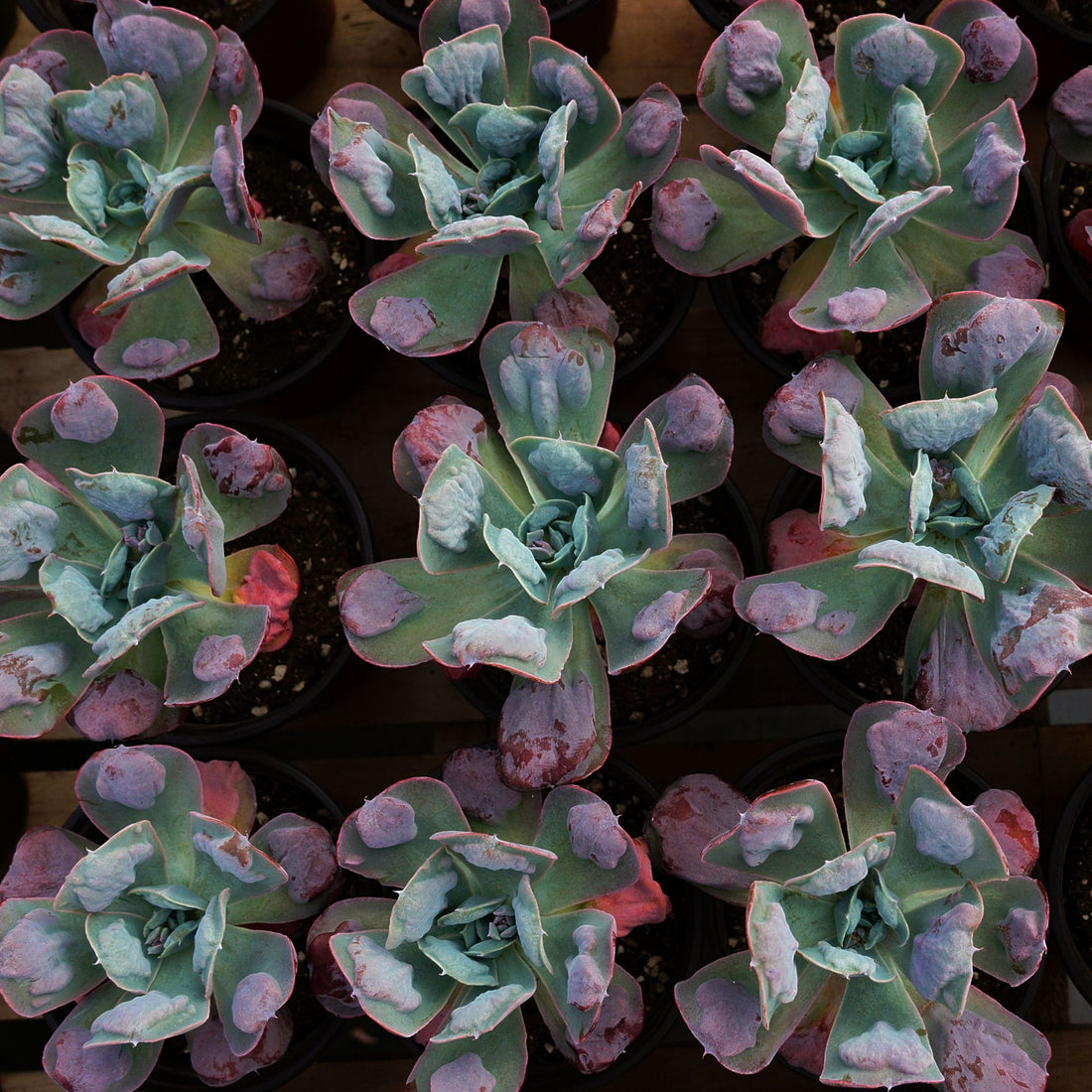 5'' Echeveria Heart's Delight, Rare Live Succulent Plants