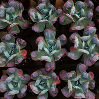 5'' Echeveria Heart's Delight, Rare Live Succulent Plants