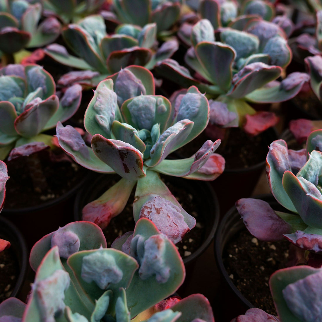 5'' Echeveria Heart's Delight, Rare Live Succulent Plants