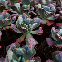 5'' Echeveria Heart's Delight, Rare Live Succulent Plants