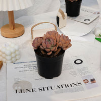 5'' Crassula Deltoidea, Rare Live Succulent Plants