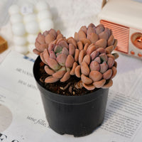 5'' Crassula Deltoidea, Rare Live Succulent Plants