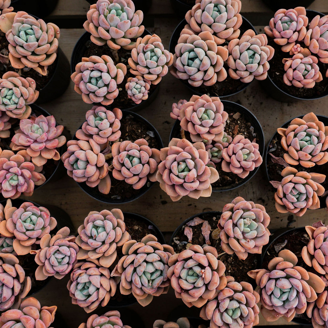 5'' Crassula Deltoidea, Rare Live Succulent Plants