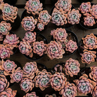5'' Crassula Deltoidea, Rare Live Succulent Plants