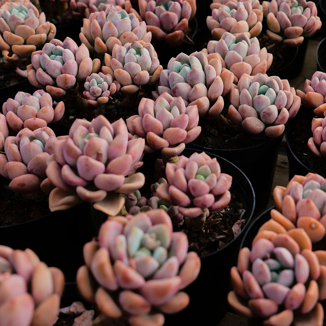 5'' Crassula Deltoidea, Rare Live Succulent Plants