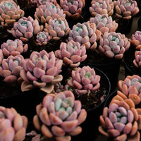 5'' Crassula Deltoidea, Rare Live Succulent Plants