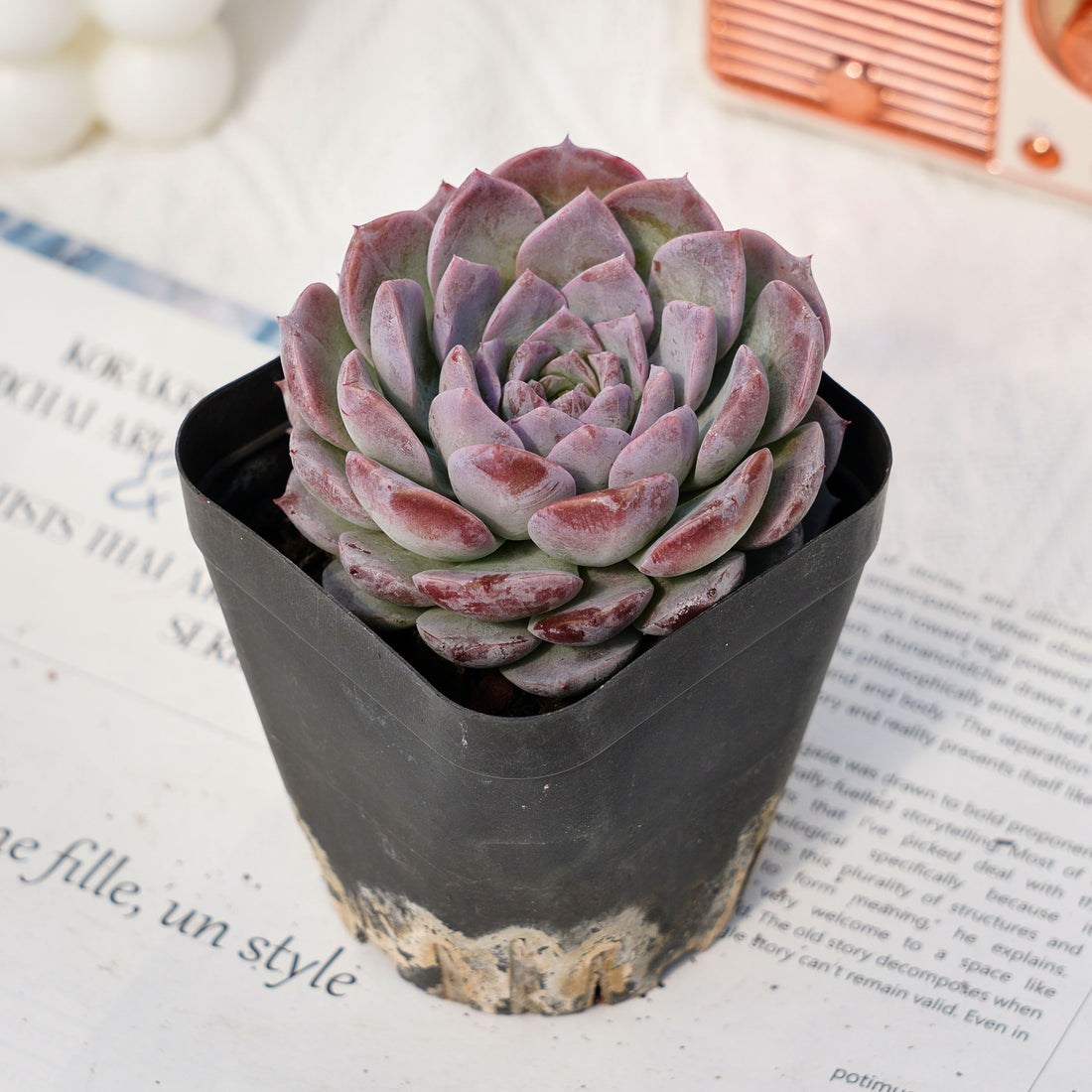 3'' Echeveria Amazing Grace, Rare Live Succulent Plants
