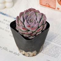 3'' Echeveria Amazing Grace, Rare Live Succulent Plants