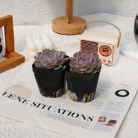 3'' Echeveria Amazing Grace, Rare Live Succulent Plants