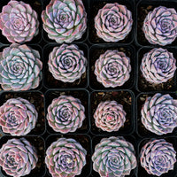 3'' Echeveria Amazing Grace, Rare Live Succulent Plants