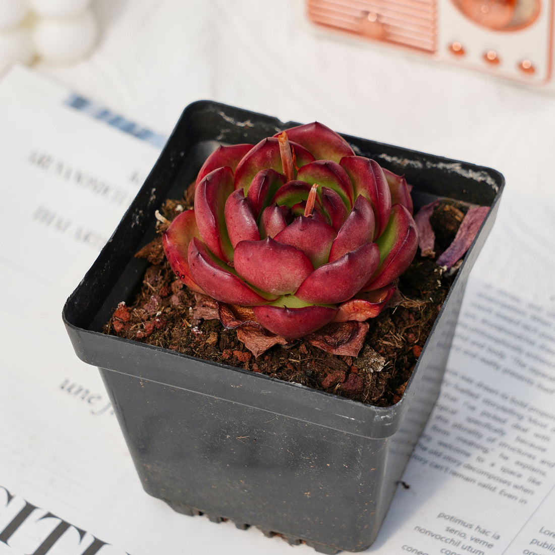 3'' Echeveria Marlboro, Rare Live Succulent Plants