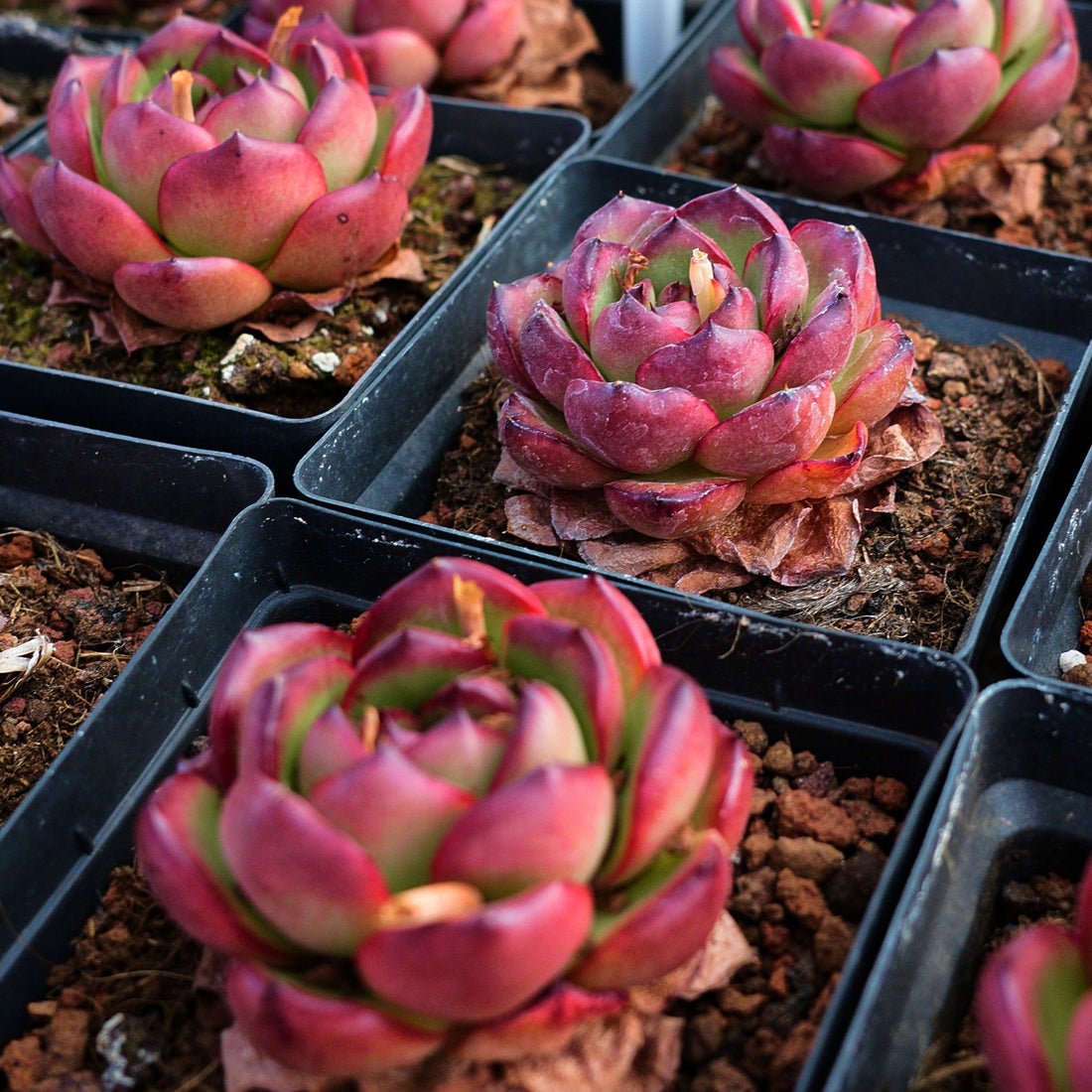 3'' Echeveria Marlboro, Rare Live Succulent Plants