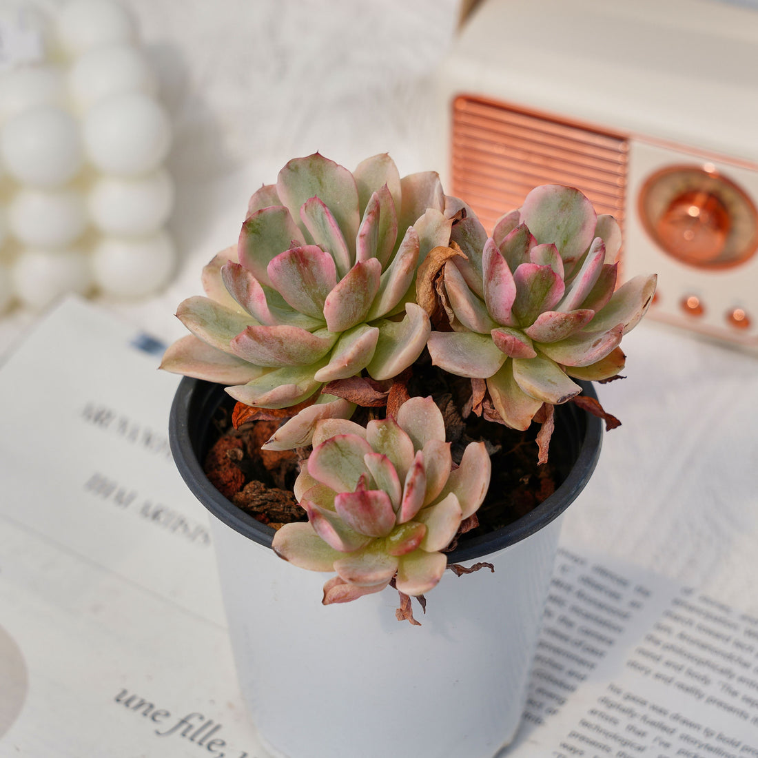 4'' Echeveria Hoveyi Variegated, Rare Live Succulent Plants