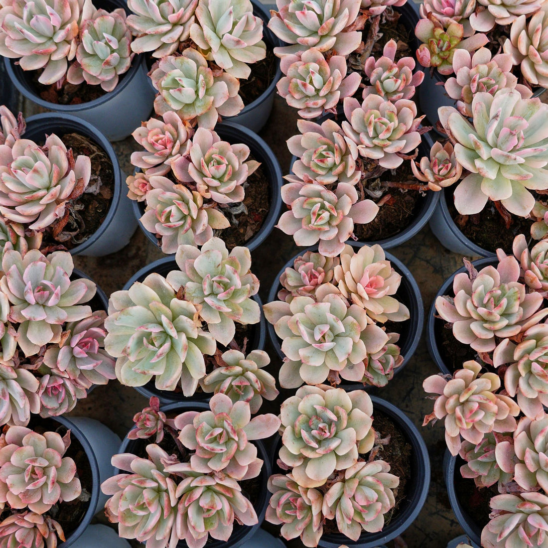 4'' Echeveria Hoveyi Variegated, Rare Live Succulent Plants