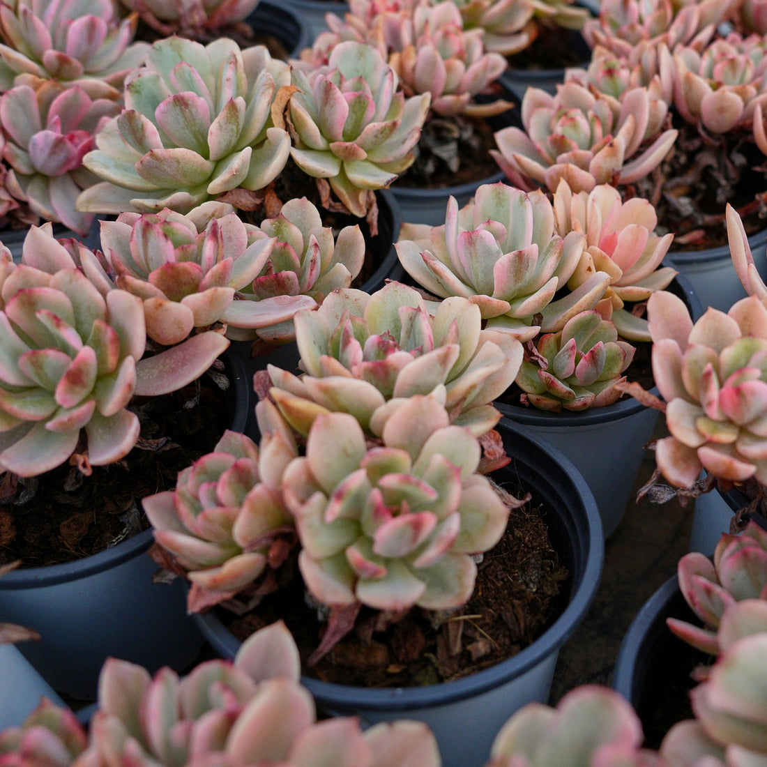 4'' Echeveria Hoveyi Variegated, Rare Live Succulent Plants