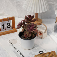 5'' Echeveria Foie Gras, Rare Live Succulent Plants
