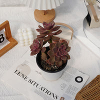5'' Echeveria Foie Gras, Rare Live Succulent Plants
