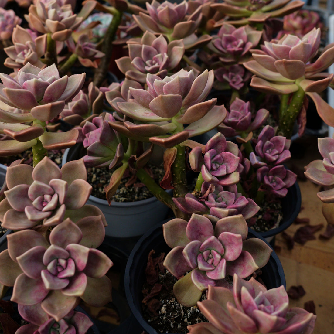 5'' Echeveria Foie Gras, Rare Live Succulent Plants