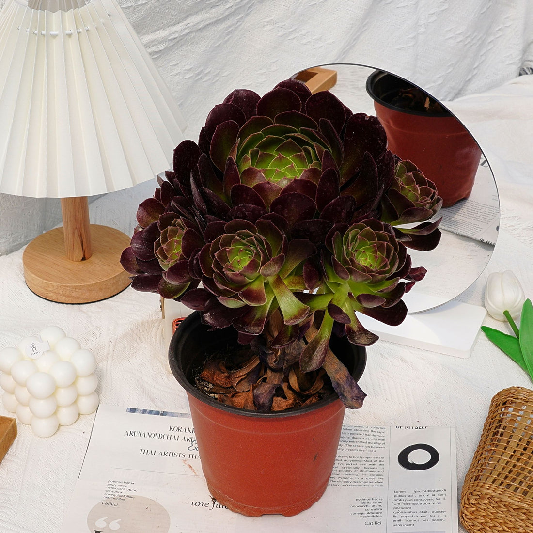 7'' Aeonium Halloween Night, Rare Live Succulent Plants