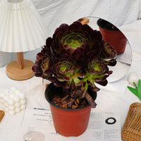 7'' Aeonium Halloween Night, Rare Live Succulent Plants