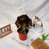 7'' Aeonium Halloween Night, Rare Live Succulent Plants