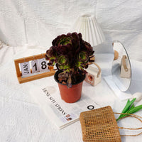 7'' Aeonium Halloween Night, Rare Live Succulent Plants
