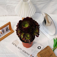 7'' Aeonium Halloween Night, Rare Live Succulent Plants