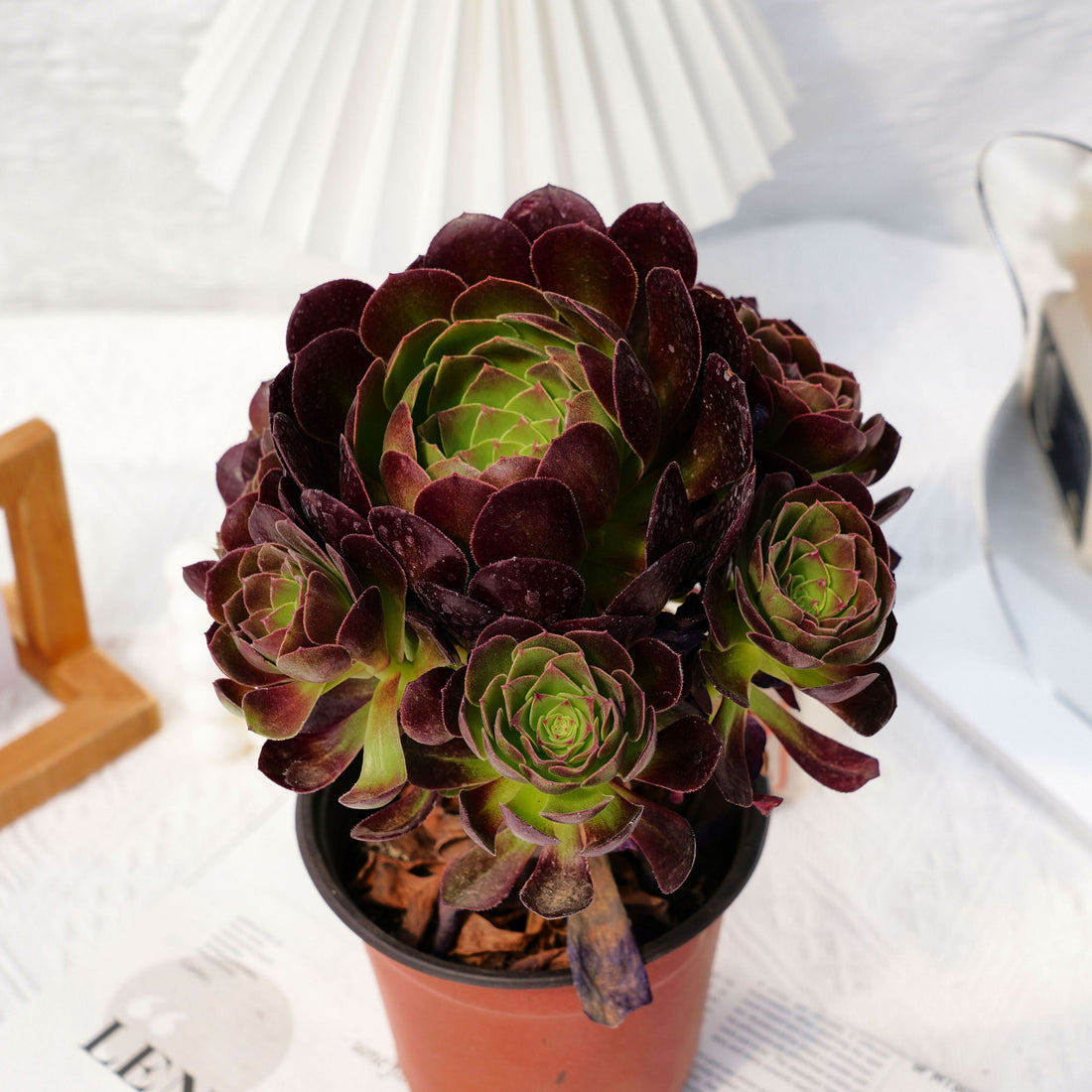 7'' Aeonium Halloween Night, Rare Live Succulent Plants