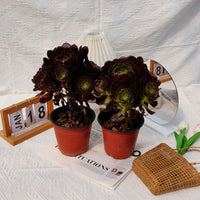 7'' Aeonium Halloween Night, Rare Live Succulent Plants