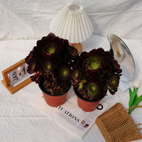 7'' Aeonium Halloween Night, Rare Live Succulent Plants