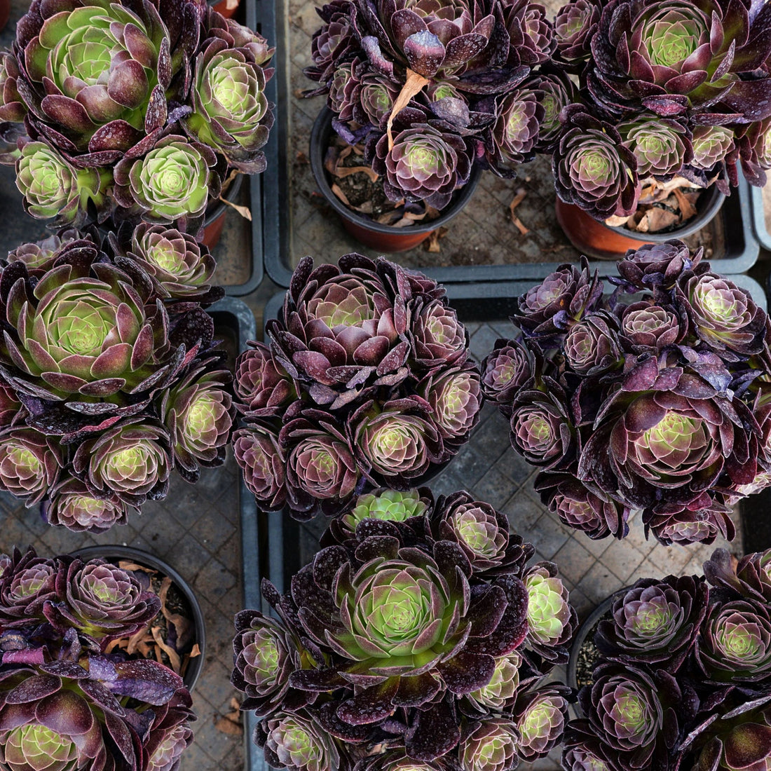 7'' Aeonium Halloween Night, Rare Live Succulent Plants