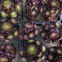 7'' Aeonium Halloween Night, Rare Live Succulent Plants