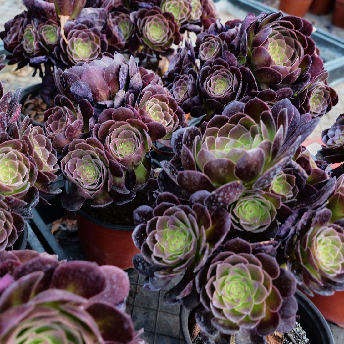 7'' Aeonium Halloween Night, Rare Live Succulent Plants
