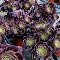 7'' Aeonium Halloween Night, Rare Live Succulent Plants