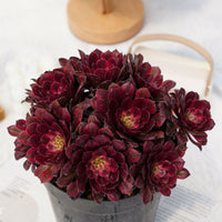 6'' Aeonium Mardi Gras, Rare Live Succulent Plants
