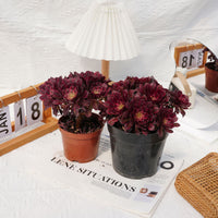 6'' Aeonium Mardi Gras, Rare Live Succulent Plants