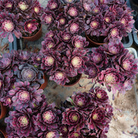 6'' Aeonium Mardi Gras, Rare Live Succulent Plants