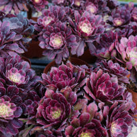 6'' Aeonium Mardi Gras, Rare Live Succulent Plants