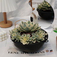 8'' Echeveria Lenore Dean Variegated, Rare Live Succulent Plants