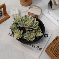 8'' Echeveria Lenore Dean Variegated, Rare Live Succulent Plants