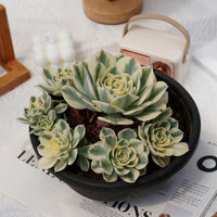 8'' Echeveria Lenore Dean Variegated, Rare Live Succulent Plants