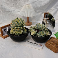 8'' Echeveria Lenore Dean Variegated, Rare Live Succulent Plants
