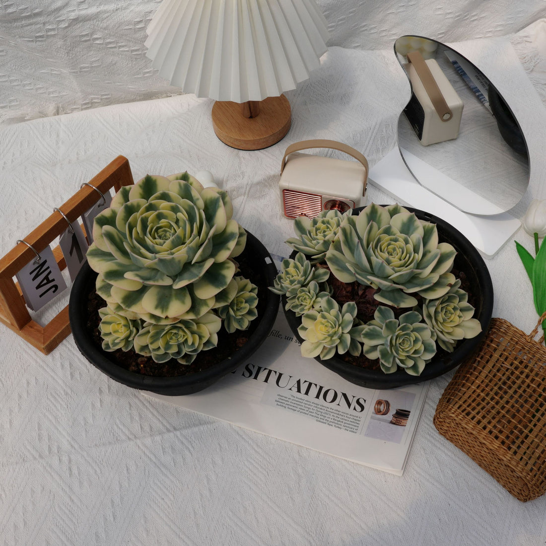 8'' Echeveria Lenore Dean Variegated, Rare Live Succulent Plants