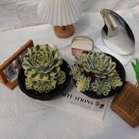 8'' Echeveria Lenore Dean Variegated, Rare Live Succulent Plants