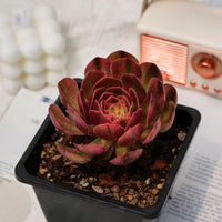4'' Aeonium Halloween Variegated, Rare Live Succulent Plants