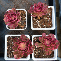 4'' Aeonium Halloween Variegated, Rare Live Succulent Plants